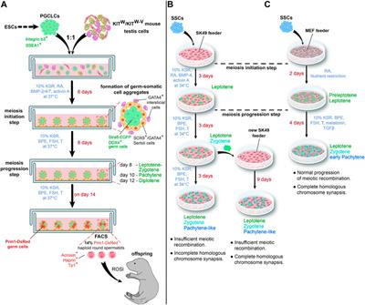 In vitro spermatogenesis: In search of fully defined conditions